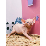 Котята канадского сфинкса