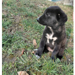 Маленький модный щенок