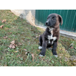 Маленький модный щенок