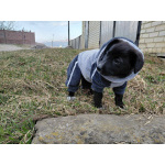 Маленький модный щенок