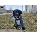 Маленький модный щенок