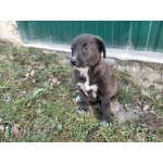 Маленький модный щенок