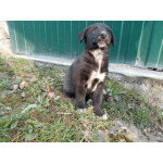 Маленький модный щенок