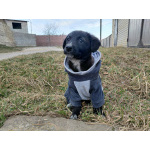 Маленький модный щенок