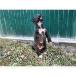 Маленький модный щенок