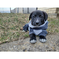 Маленький модный щенок