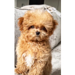 Мальтипу | тикап тедди пудель Китай