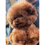 Мальтипу | тикап тедди пудель Китай