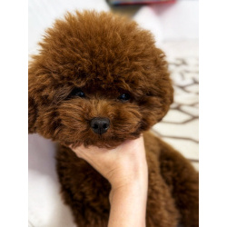 Мальтипу | тикап тедди пудель Китай