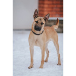 Молодой красивый пёс Веня в добрые руки