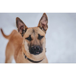 Молодой красивый пёс Веня в добрые руки