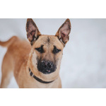 Молодой красивый пёс Веня в добрые руки