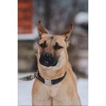 Молодой красивый пёс Веня в добрые руки