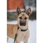 Молодой красивый пёс Веня в добрые руки