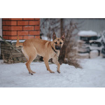 Молодой красивый пёс Веня в добрые руки