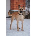 Молодой красивый пёс Веня в добрые руки