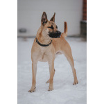 Молодой красивый пёс Веня в добрые руки