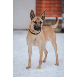 Молодой красивый пёс Веня в добрые руки