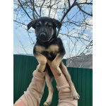 Ручной игривый щеночек ищет дом