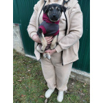 Ручной игривый щеночек ищет дом