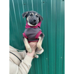 Ручной игривый щеночек ищет дом