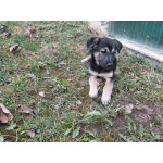 Ручной игривый щеночек ищет дом