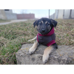 Ручной игривый щеночек ищет дом