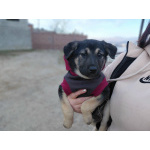 Ручной игривый щеночек ищет дом