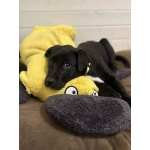 Ищут дом чудесные щенки Арчи, Оскар и Тея.