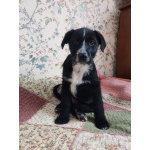 Ищут дом чудесные щенки Арчи, Оскар и Тея.