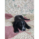 Ищут дом чудесные щенки Арчи, Оскар и Тея.