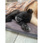 Ищут дом чудесные щенки Арчи, Оскар и Тея.