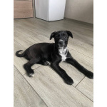 Ищут дом чудесные щенки Арчи, Оскар и Тея.