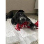 Ищут дом чудесные щенки Арчи, Оскар и Тея.