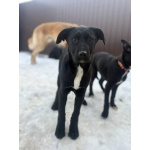 Ищут дом чудесные щенки Арчи, Оскар и Тея.