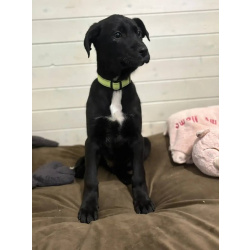 Ищут дом чудесные щенки Арчи, Оскар и Тея.