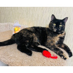 Метис породы манчкин Шерри в добрые руки