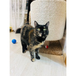 Метис породы манчкин Шерри в добрые руки