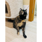 Метис породы манчкин Шерри в добрые руки