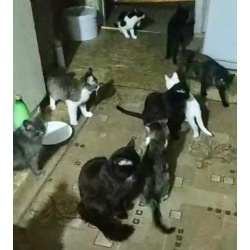 Кошки и котята в приюте