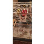 Отдам в хорошие руки