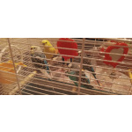 Отдам в хорошие руки