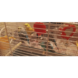 Отдам в хорошие руки