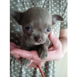 Щенки Чихуахуа