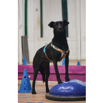 Чернушка: та, кто научит ценить доверие.