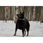 Воспитанная и послушная собака Милли ищет хозяев