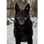 Воспитанная и послушная собака Милли ищет хозяев