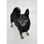 Воспитанная и послушная собака Милли ищет хозяев