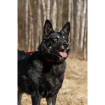 Воспитанная и послушная собака Милли ищет хозяев