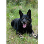 Воспитанная и послушная собака Милли ищет хозяев